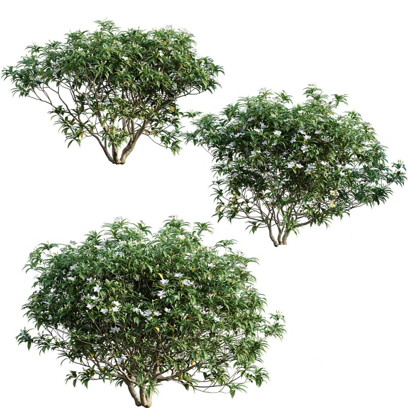 Wrightia antidysenterica Image 1