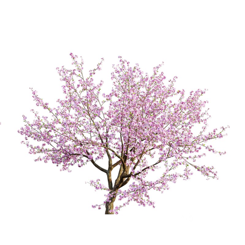 Prunus persica – Peach trees – Nectarine trees Image 5