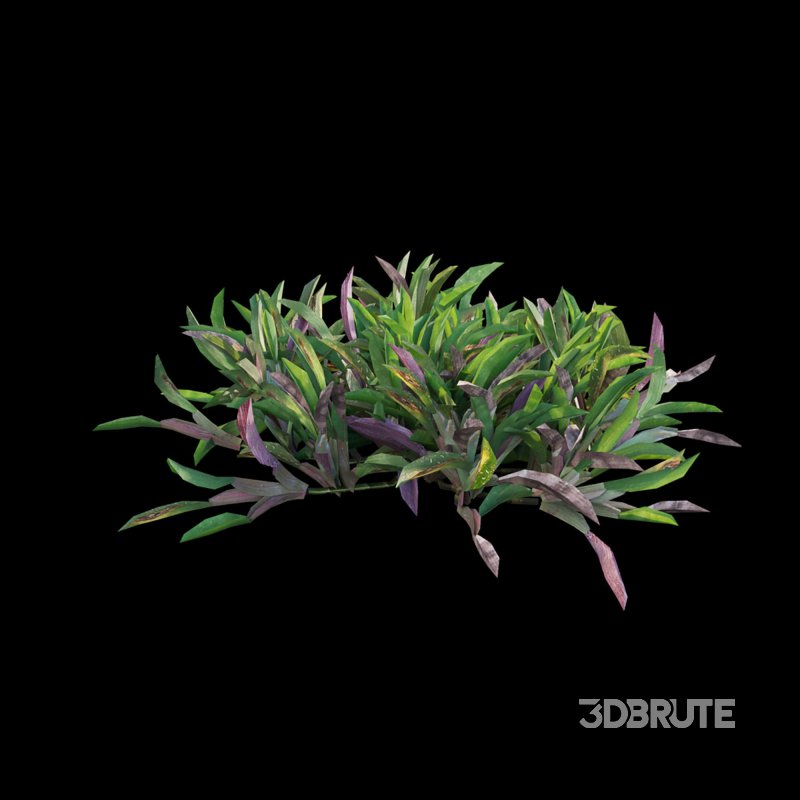 Axonopus Compressus Set 02 Image 4