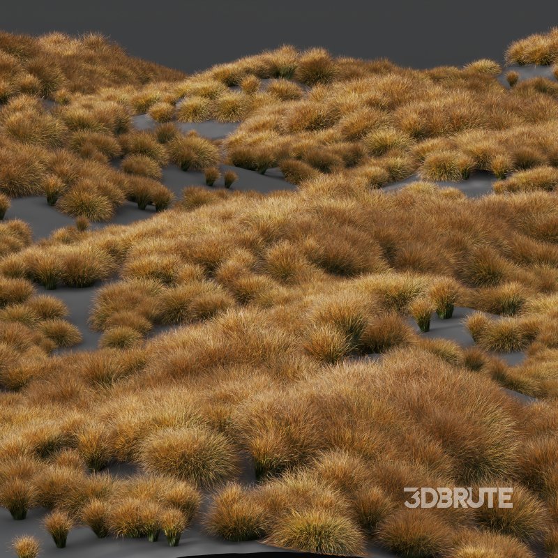 AV Carex Testacea Orange Sedge Grass Prairie Fire Image 6