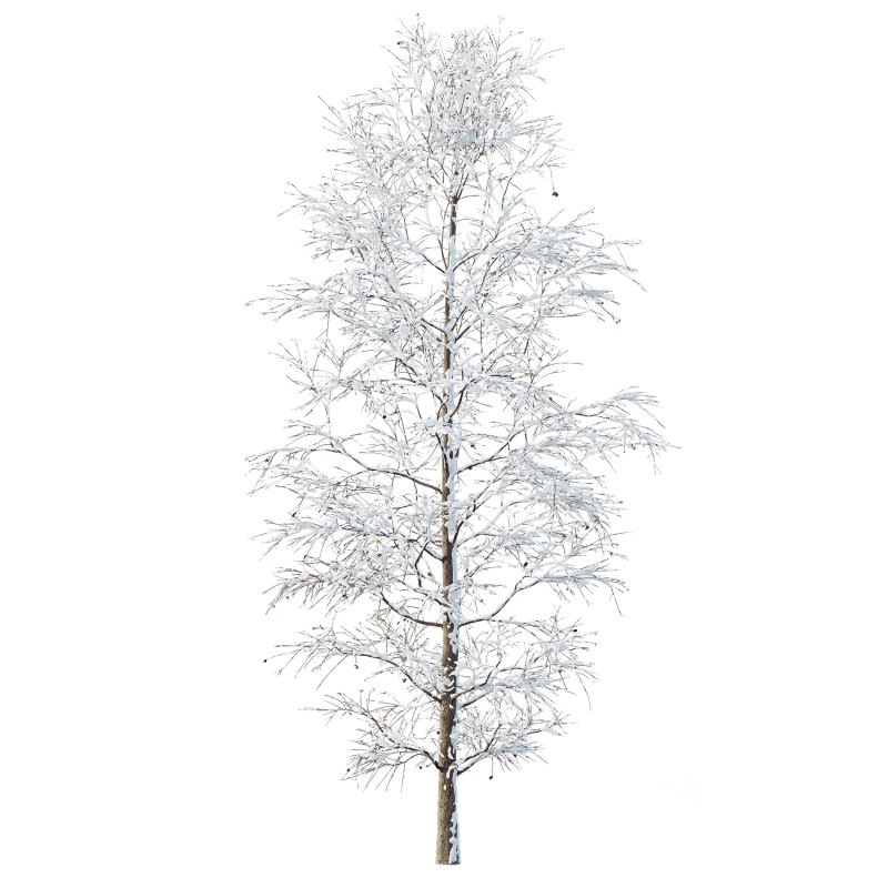 AV Plants Carpinus Betulus Winter Snow Image 1