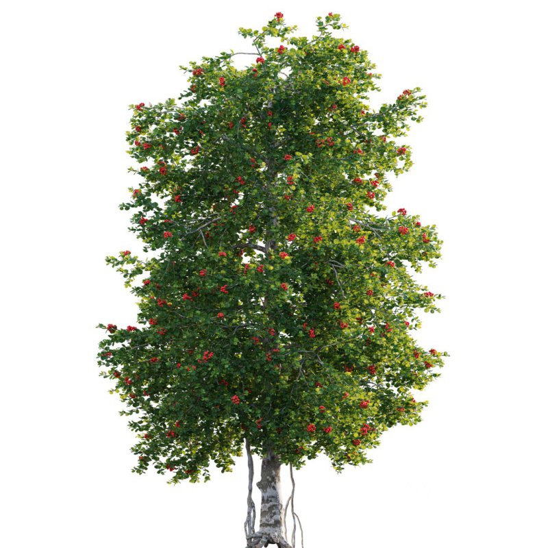 ilex aquifolium – Holly Image 3