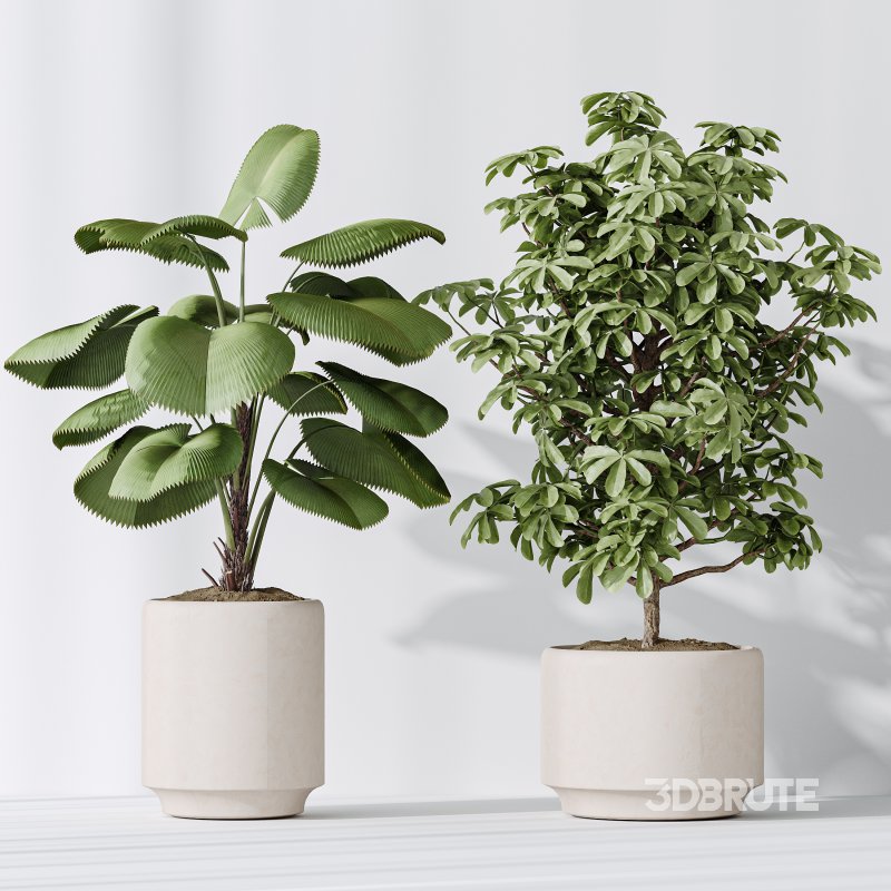 AV Indoor plants set 186 Olive Artificial and Arboricola Umbrella and Areca Palm and Rhapis Excelsa Lady Palm and Ruffled Fan Palm Image 5