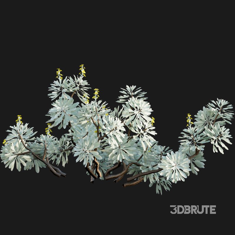 Crossostephium chinense – graphalium spp Image 3