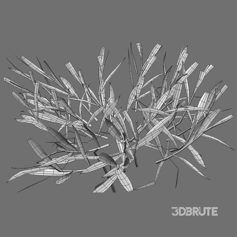 Cynodon dactylon – set 02 Image 10