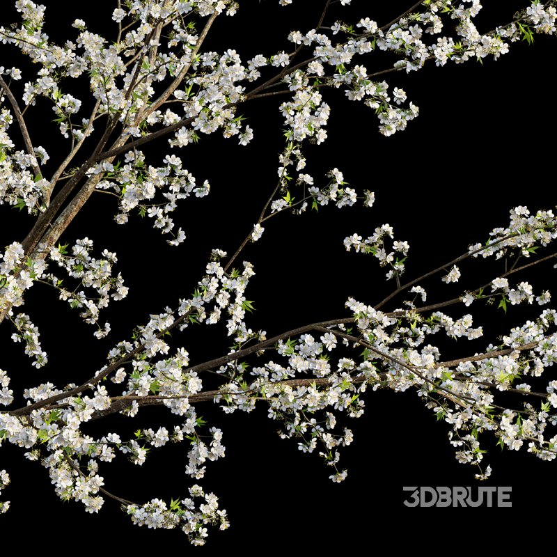 Prunus salicina – Chinese Plum – Japanese Plum 03 Image 3