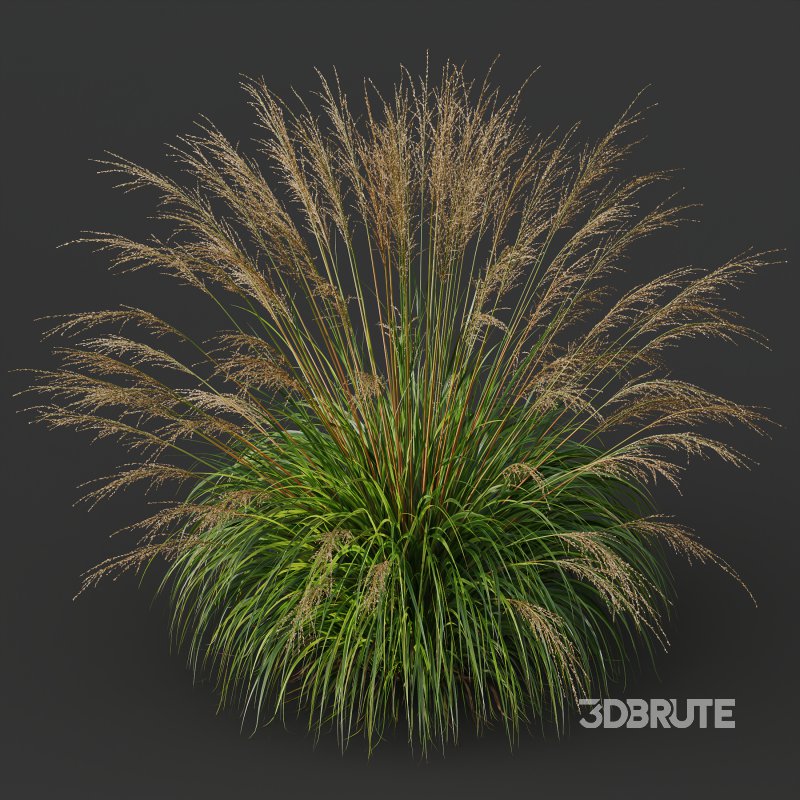 AV 11 different Grasses Image 10