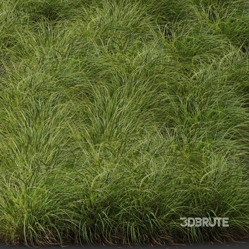 AV 6 different grasses Pennisetum Alopecuroides Lampenputzergras Fountain Hameln and Carex Elata Aurea Grass Version2 Image 8