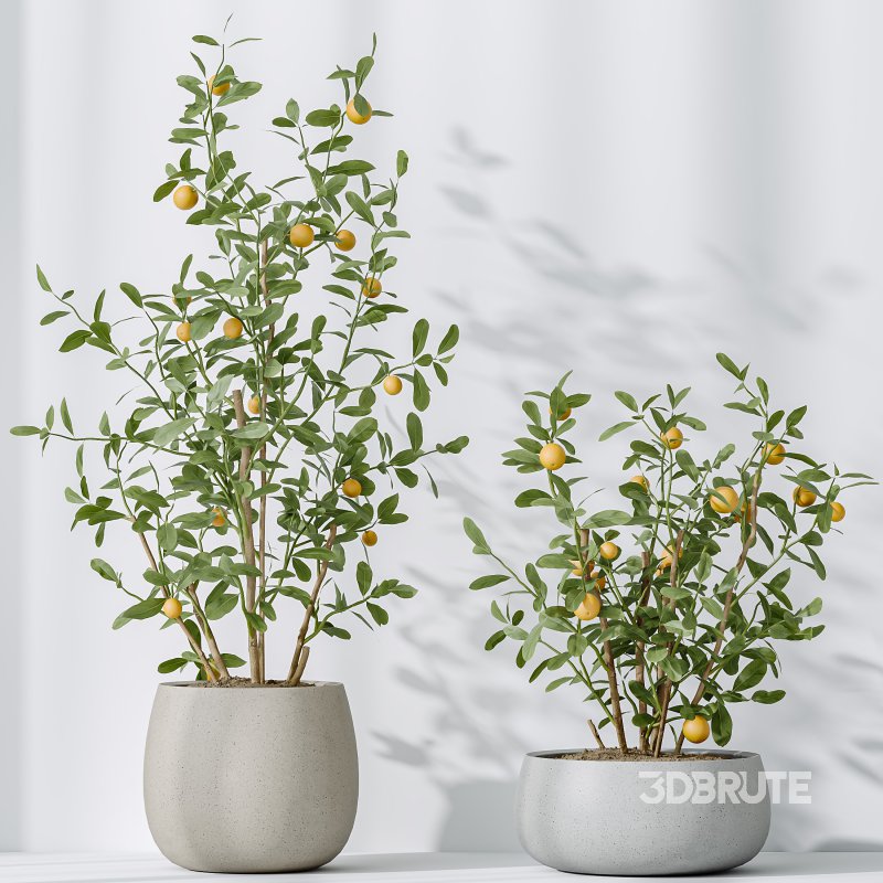 AV Indoor plants set 179 Mission Arbequina Olive and Ficus Robusta Abidjan and Mandarin Citrus Fruit Bonsai Orange Tree Image 7