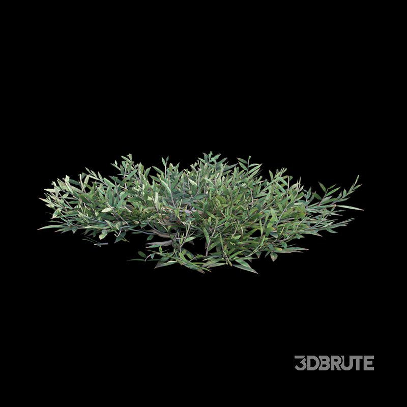 Chrysopogon aciculatus – cut Image 5