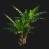 Silver Lady Fern – Blechnum gibbum - Thumbnail 3