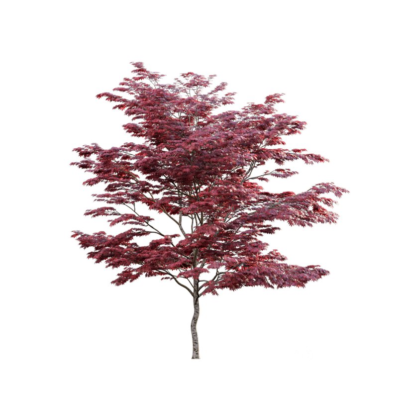 Japanese maple – Acer palmatum 01 Image 2