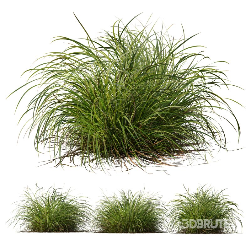 AV 6 different grasses Pennisetum Alopecuroides Lampenputzergras Fountain Hameln and Carex Elata Aurea Grass Version2 Image 7