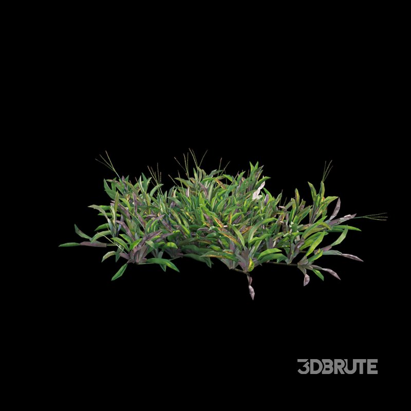 Axonopus Compressus Set 02 Image 3