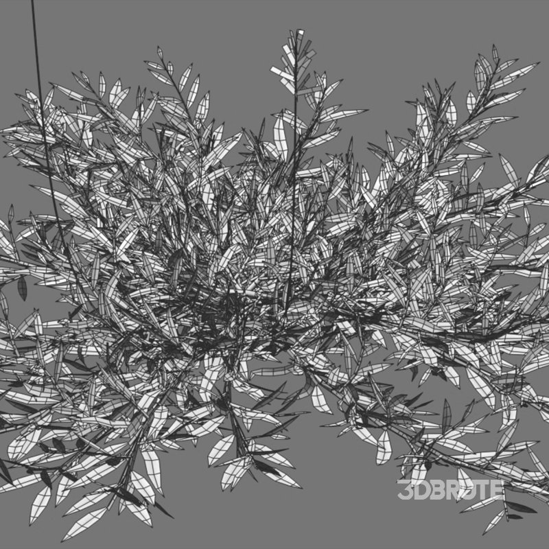 Chrysopogon aciculatus – dry 02 Image 6