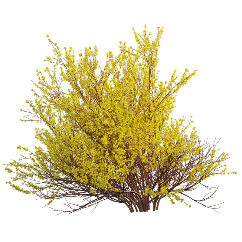 Forsythia Suspensa – Weeping Forsythia Image 4
