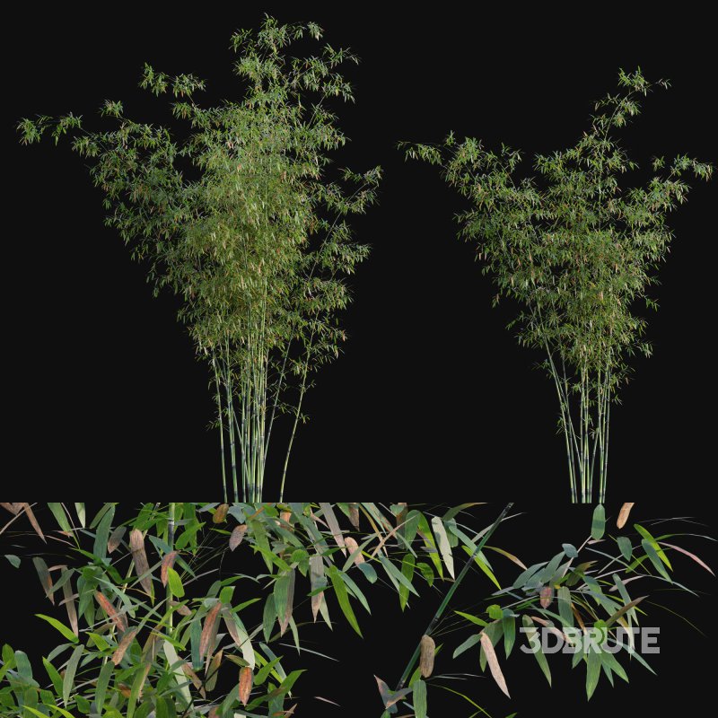 Bamboo – Bambusa lako Image 1