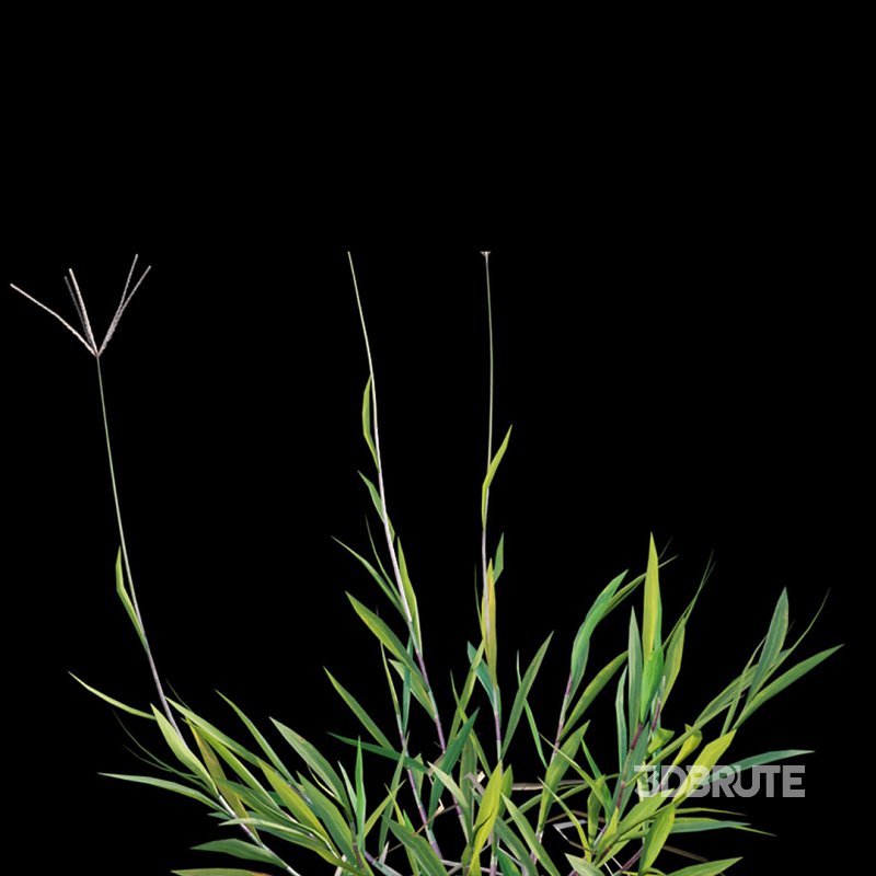 Cynodon dactylon – set 02 Image 6