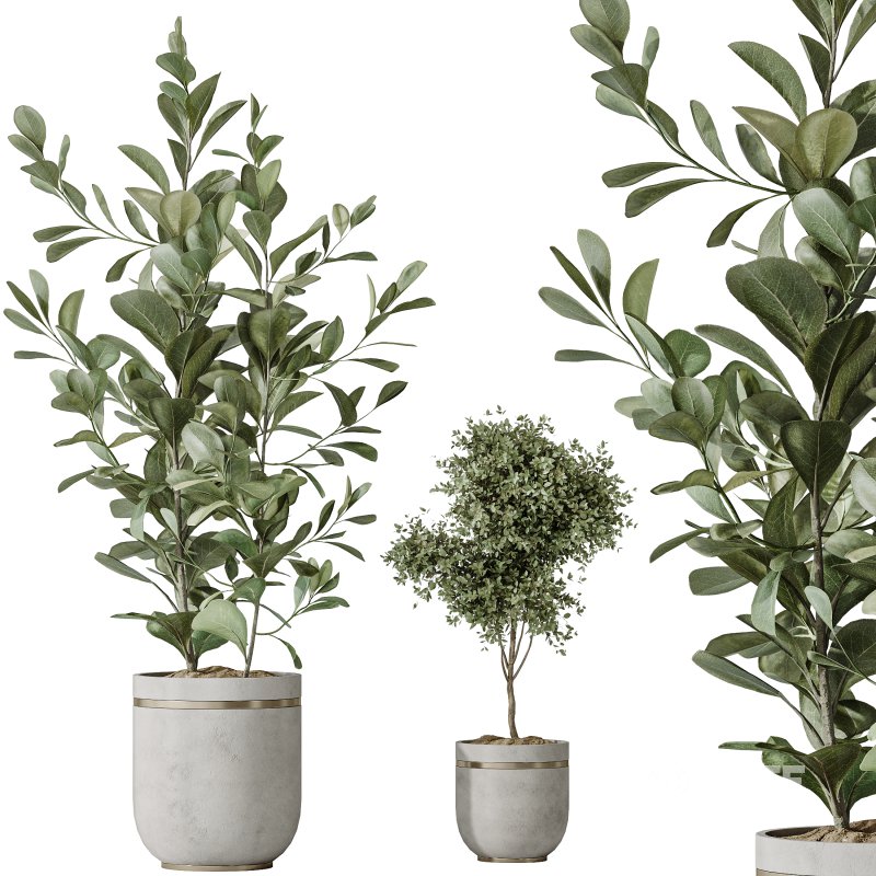 AV Indoor plants set 187 Mission Kalamata Arbequina Olive and Lemon Lime Cane Dragon and Ficus Microcarpa Moclame Image 3