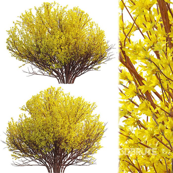 Forsythia Suspensa – Weeping Forsythia 02 Image 1