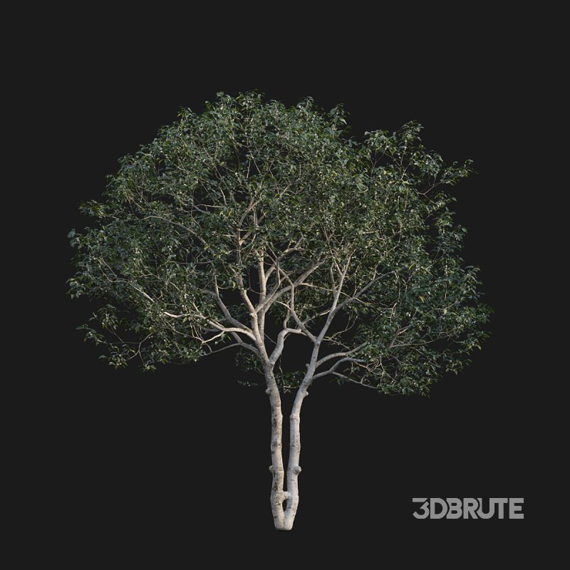 Osmanthus fragrans 02 Image 4