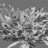 Chrysopogon aciculatus – cut - Thumbnail 7