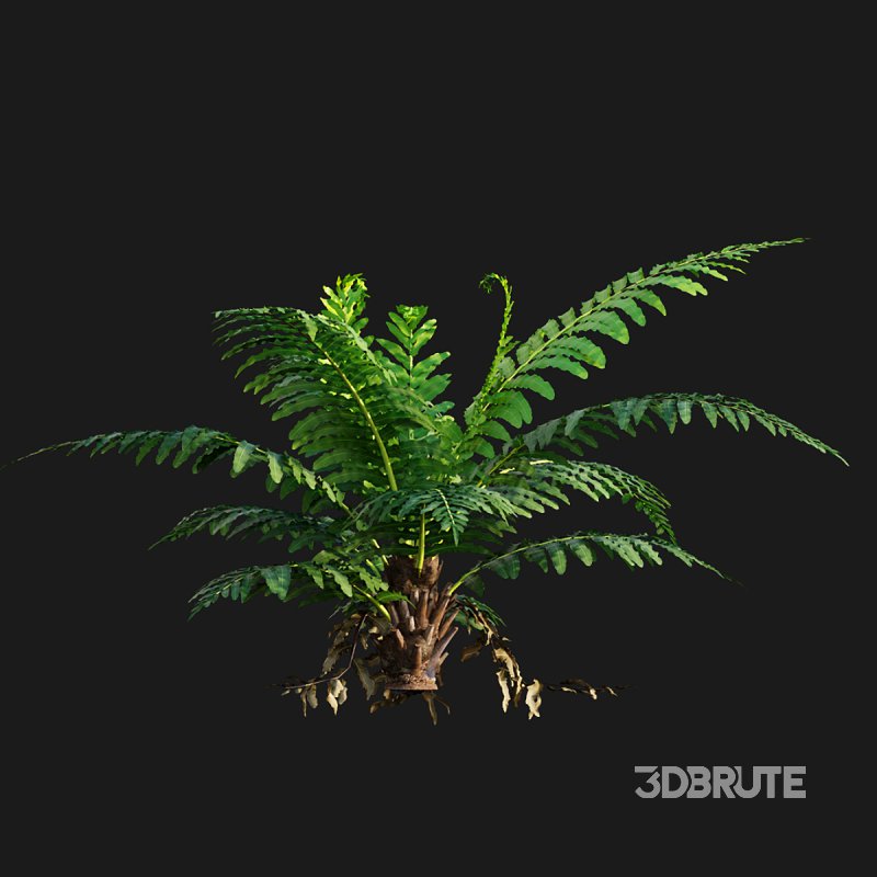 Silver Lady Fern – Blechnum gibbum Image 6