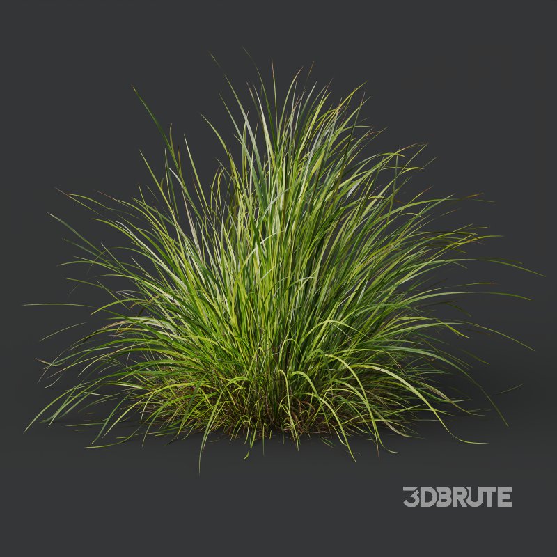 AV 6 different grasses Pennisetum Alopecuroides Lampenputzergras Fountain Hameln and Carex Elata Aurea Grass Version2 Image 7