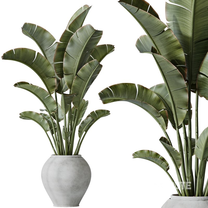 AV Indoor plants set 183 Mission Arbequina Olive and Aspidistra Elatior Cast iron and Ravenala Banana Strelitzia Nicolai Image 4