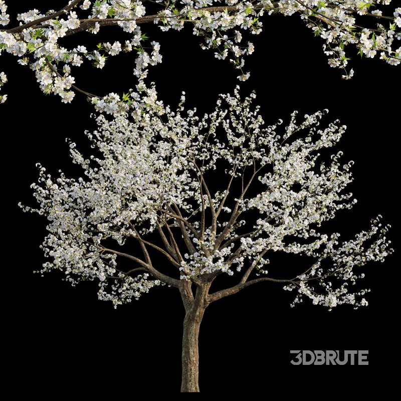 Prunus salicina – Chinese Plum – Japanese Plum 02 Image 1