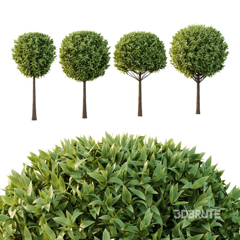 Sweet Viburnum Plant03 Image 4