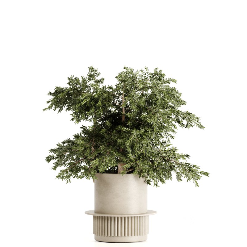 Indoor plants-Pot and tree set168 Image 3