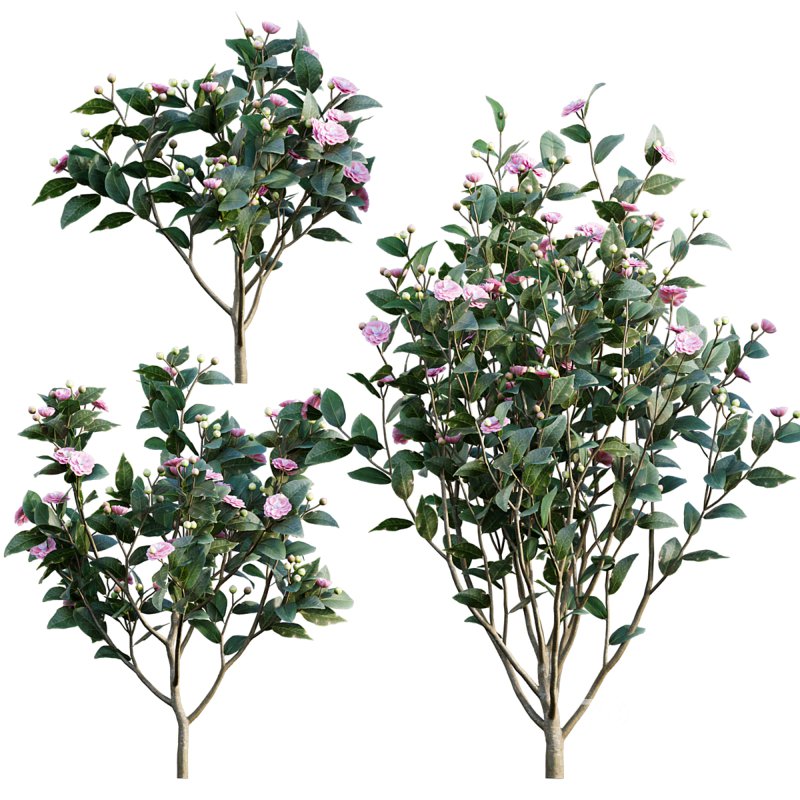 Camellia japonica – Japanese camellia 01 Image 1