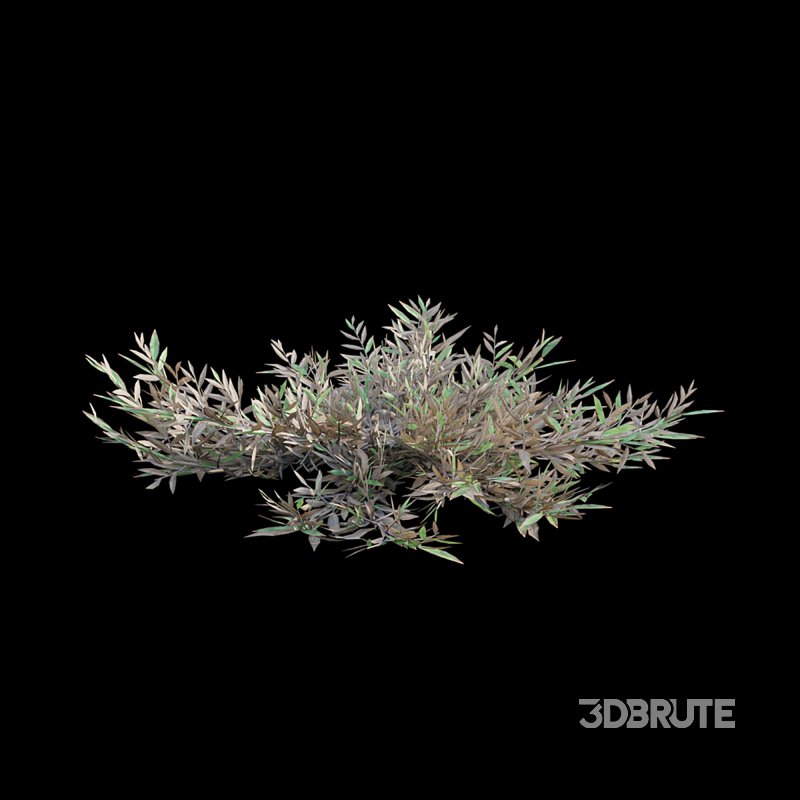 Chrysopogon aciculatus – dry 01 Image 5
