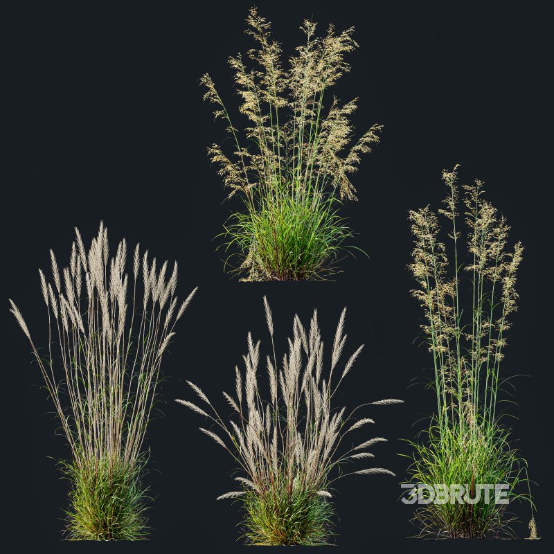 AV Celtica Gigantea Stipa Golden Oats and Calamagrostis Acutiflora Karl Foerster grasses Image 9