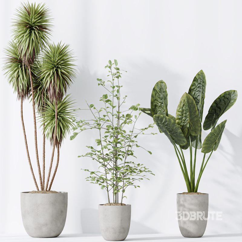 AV Indoor plants set 184 Mission Leccino Arbequina Olive and Cunjevoi Alocasia Jardin and Alnus Glutinosa Alder and Yucca Elephantipes Gigantea Image 5