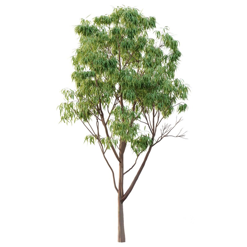 Eucalyptus Robusta Trees 02 Image 5