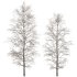 AV Plants Carpinus Betulus Winter Snow - Thumbnail 2