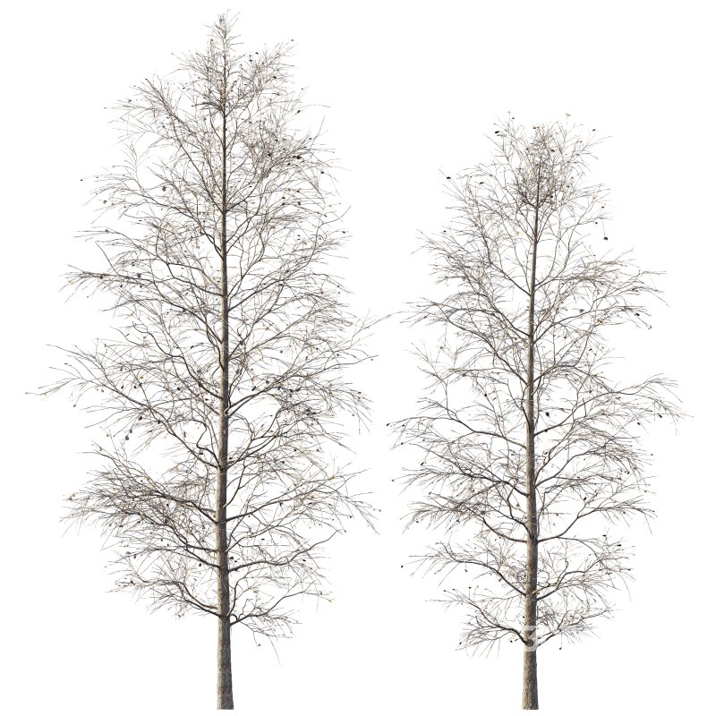 AV Plants Carpinus Betulus Winter Snow Image 2