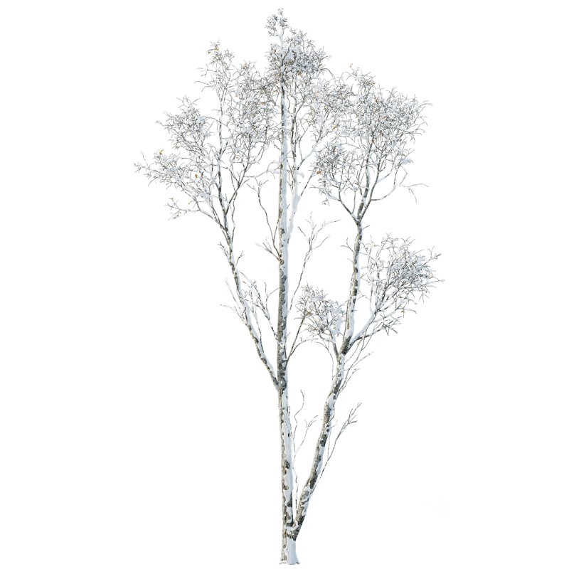 AV Plants Castanea Sativa Winter Snow Image 2