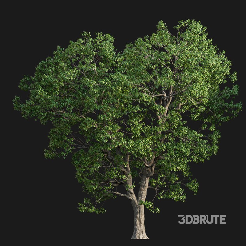 Cinnamomum camphora Image 3