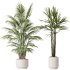 AV Indoor plants set 186 Olive Artificial and Arboricola Umbrella and Areca Palm and Rhapis Excelsa Lady Palm and Ruffled Fan Palm - Thumbnail 2