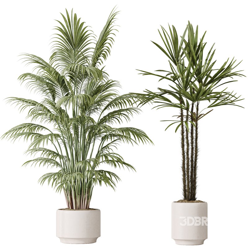 AV Indoor plants set 186 Olive Artificial and Arboricola Umbrella and Areca Palm and Rhapis Excelsa Lady Palm and Ruffled Fan Palm Image 2