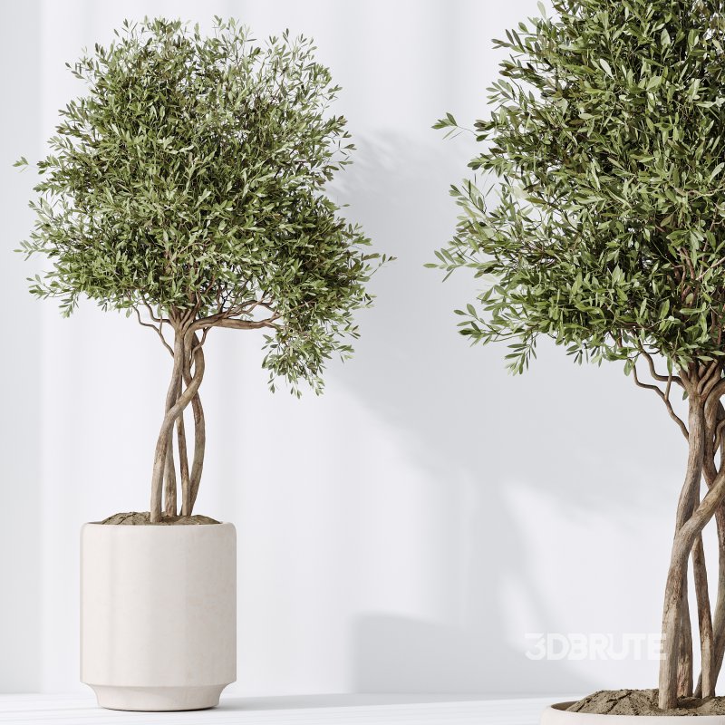 AV Indoor plants set 186 Olive Artificial and Arboricola Umbrella and Areca Palm and Rhapis Excelsa Lady Palm and Ruffled Fan Palm Image 7