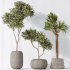 AV Indoor plants set 183 Olive Tree and Yucca Elephantipes Gigantea and Areca Palm and Giant Monstera Deliciosa - Thumbnail 7
