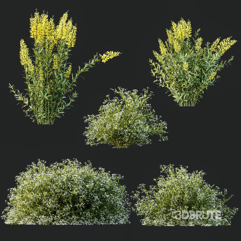 AV 7 different bush Linaria Vulgaris Yellow Toadflax and Gypsophila Paniculata Snowflake Breath Image 7