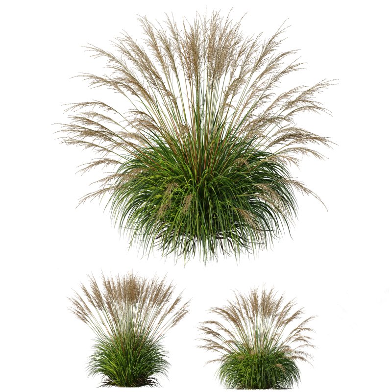 AV 11 different Grasses Image 4