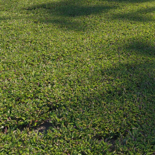 Axonopus compressus_cut_02