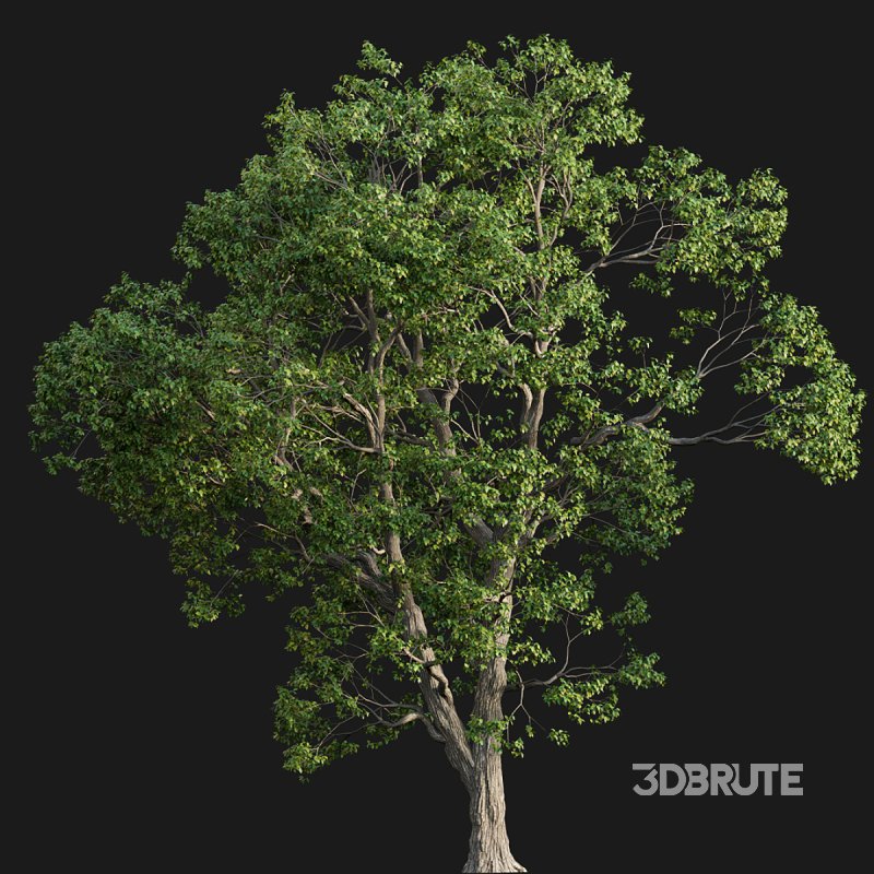 Cinnamomum camphora 03 Image 3