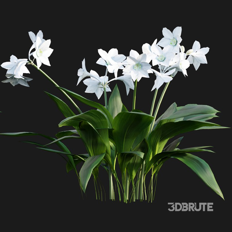 Eucharis grandiflora – Amazon Lily Image 5